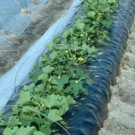 thumbnail for publication: Polyethylene Mulching for Early Vegetable Production in North Florida
